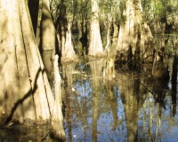 taxodium distichum swamp.jpg